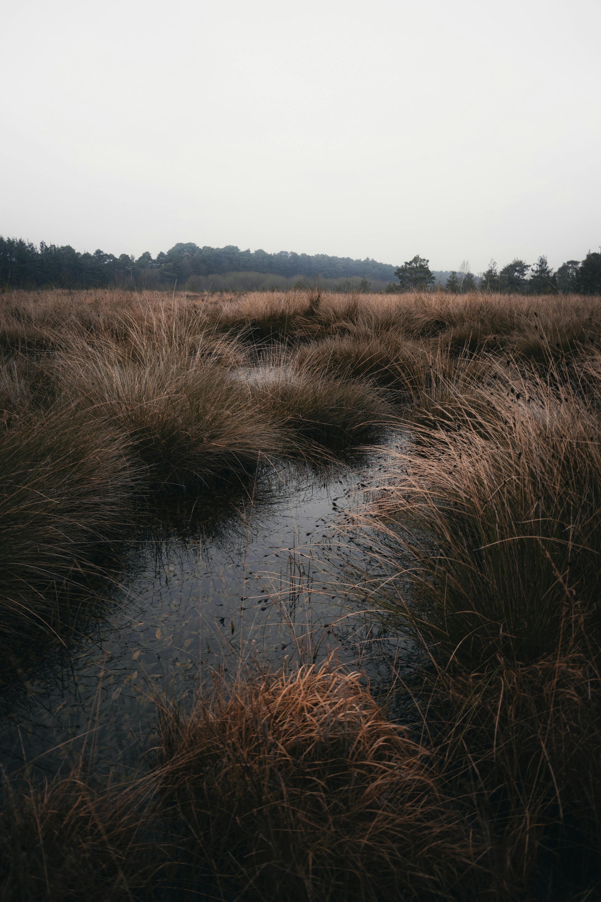 Boglands